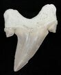 High Quality Otodus Fossil Shark Tooth #2228-1